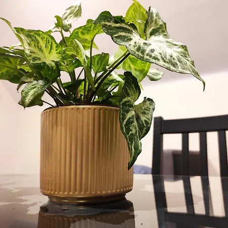 Moon Hostal Varsovia